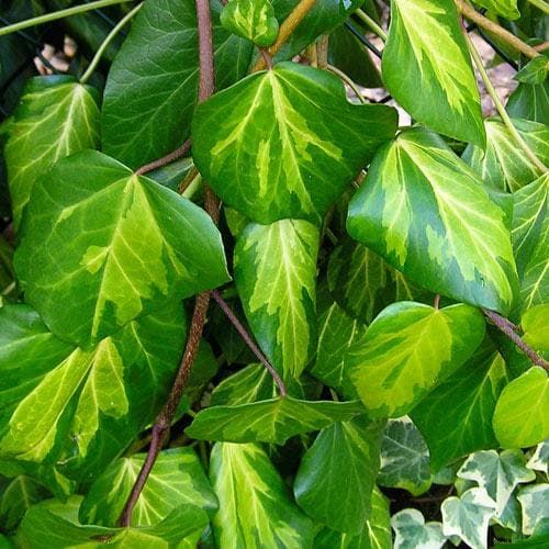 Hedera colchica Paddy’s Pride (Sulpher Heart)