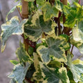 Hedera helix Golden Kolibri - Future Forests