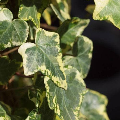 Hedera helix Golden Kolibri - Future Forests