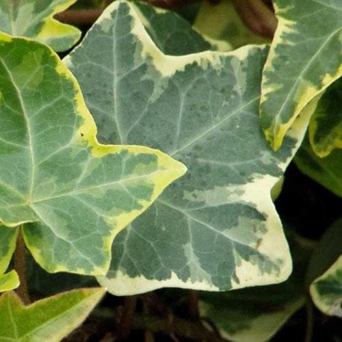 Hedera helix Golden Kolibri - Future Forests