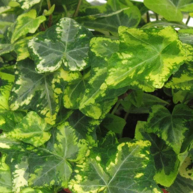 Hedera helix Golden Kolibri - Future Forests