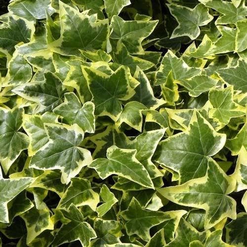 Hedera helix Goldchild - Future Forests