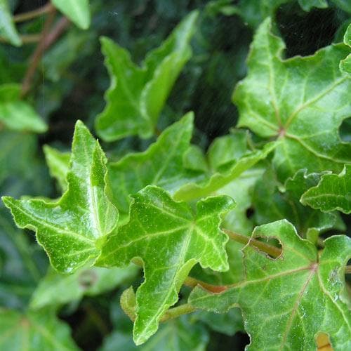 Hedera helix Ivalace