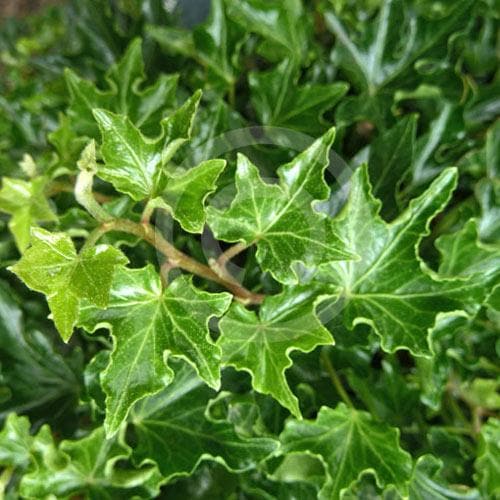 Hedera helix Ivalace