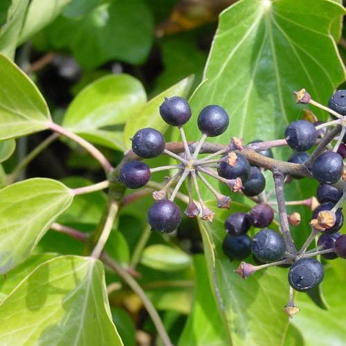 Hedera Hibernica - Future Forests