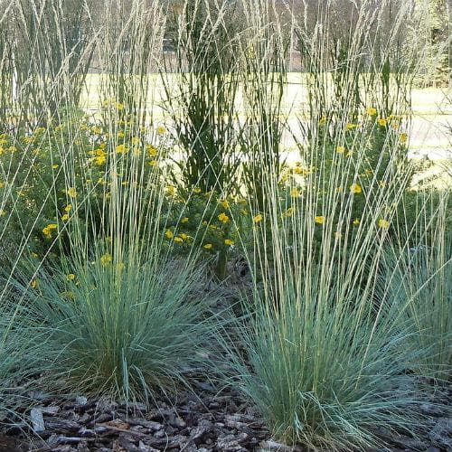 Helictotrichon sempervirens - Future Forests