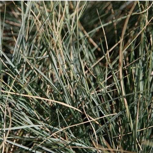 Helictotrichon sempervirens - Future Forests
