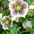 Helleborus x hybridus Pretty Anna Spotted