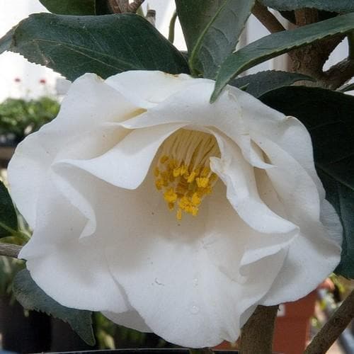 Helleborus x hybridus Lady Series - Future Forests
