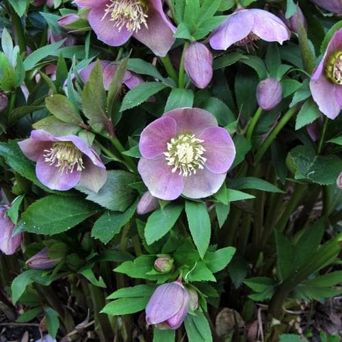 Helleborus x hybridus Lady Series - Future Forests
