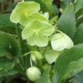 Helleborus argutifolius