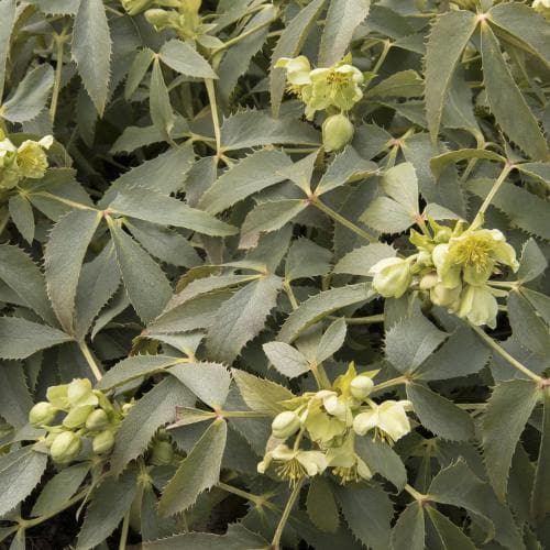 Helleborus argutifolius Silver Lace