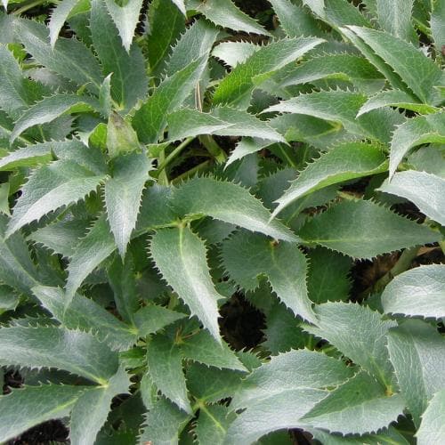 Helleborus argutifolius Silver Lace