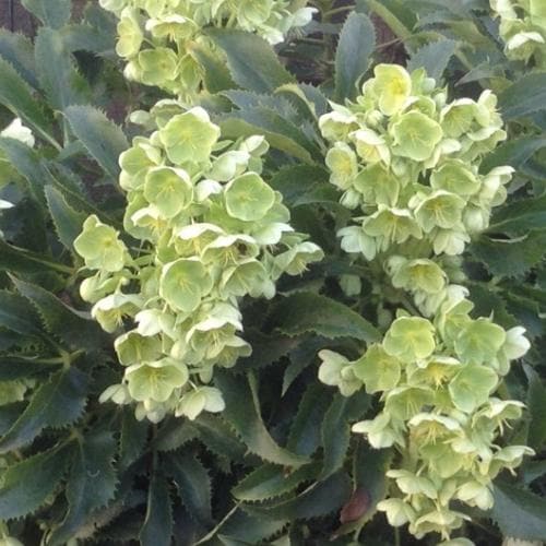 Helleborus argutifolius Silver Lace