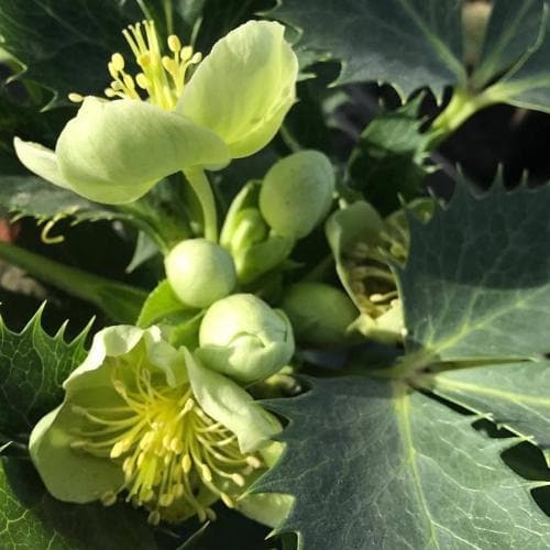 Helleborus argutifolius Silver Lace