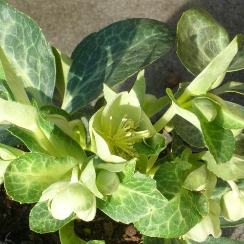 Helleborus lividus White Marble