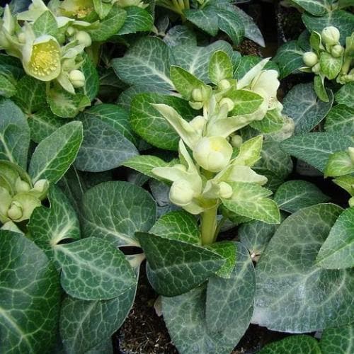 Helleborus lividus White Marble