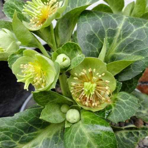 Helleborus lividus White Marble
