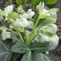 Helleborus lividus White Marble