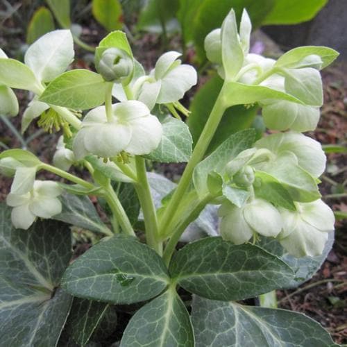 Helleborus lividus White Marble