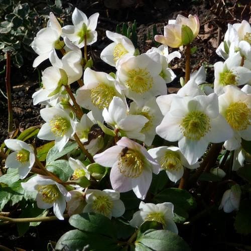 Helleborus niger - Future Forests