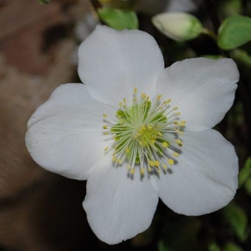 Helleborus niger - Future Forests