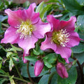 Helleborus x hybridus