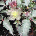 Helleborus x sternii Silver Dollar