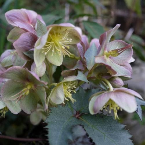 Helleborus x sternii Silver Dollar