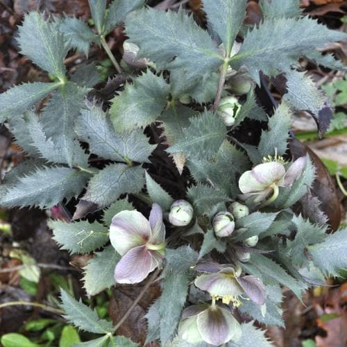 Helleborus x sternii Silver Dollar