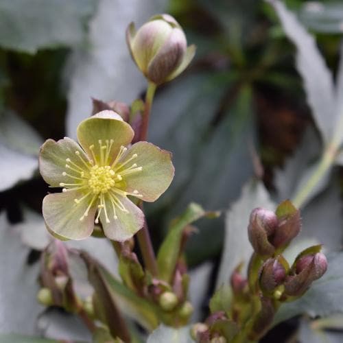Helleborus x sternii Silver Dollar