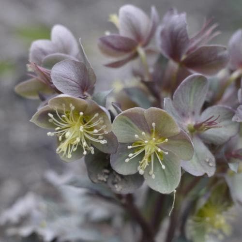 Helleborus x sternii Silver Dollar