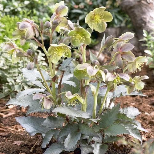 Helleborus x sternii Silver Dollar