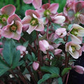 helleborus x ericsmithii Angel Glow