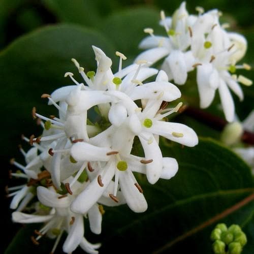 Heptacodium miconioides - Future Forests