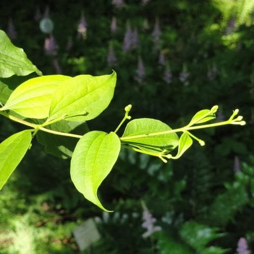 Heptacodium miconioides - Future Forests