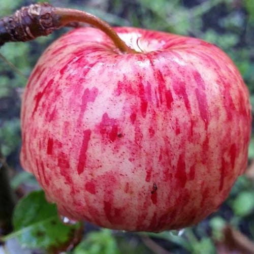 Apple Herefordshire Redstreak - Future Forests