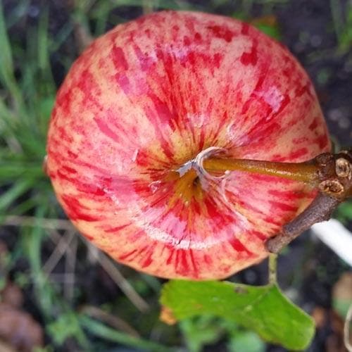 Apple Herefordshire Redstreak - Future Forests