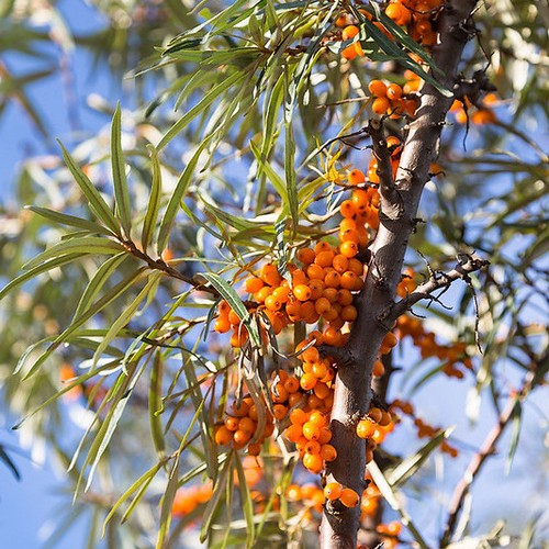 Hippophae rhamnoides Friesdorfer Orange  - Sea Buckthorn (self fertile)