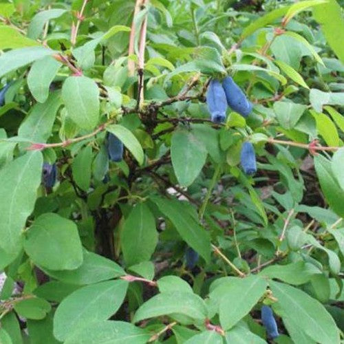 Honeyberry - Lonicera caerulea Sinoglaska