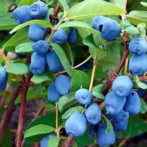 Honeyberry - Lonicera caerulea Sinoglaska