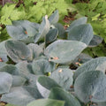 Hosta Big Daddy