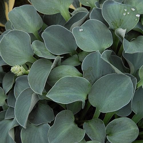 Hosta Blue Mouse Ears