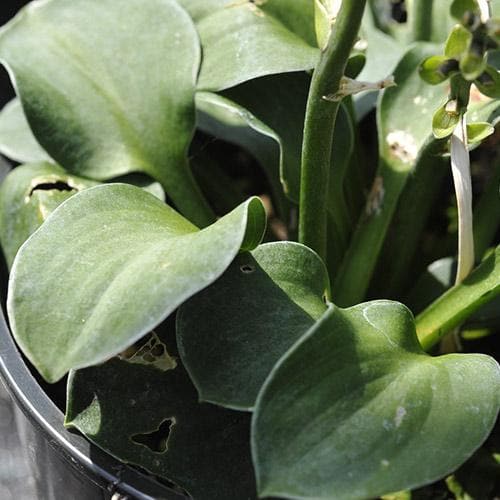 Hosta Blue Mouse Ears