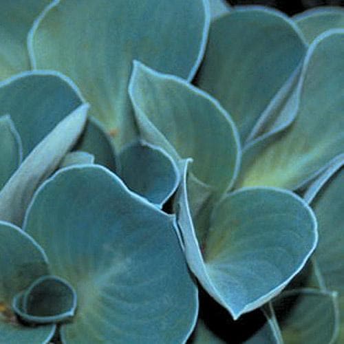 Hosta Blue Mouse Ears