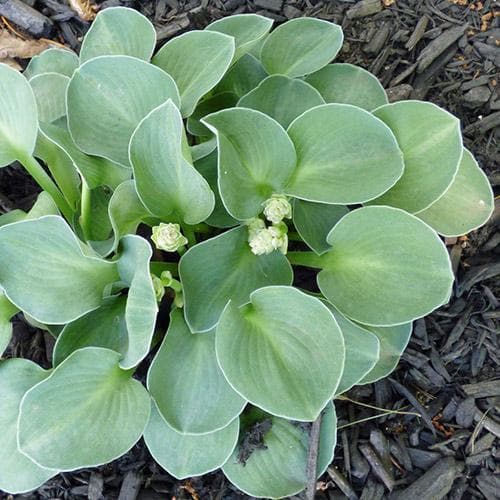 Hosta Blue Mouse Ears