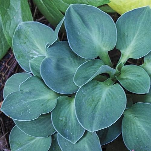 Hosta Blue Mouse Ears