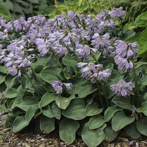 Hosta Blue Mouse Ears