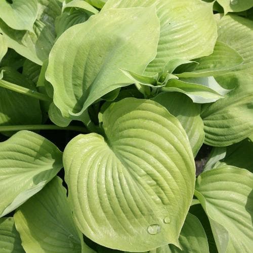 Hosta Sum and Substance