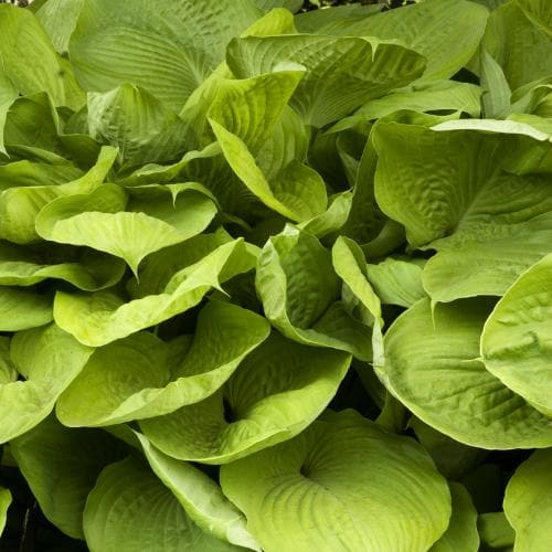 Hosta Sum and Substance